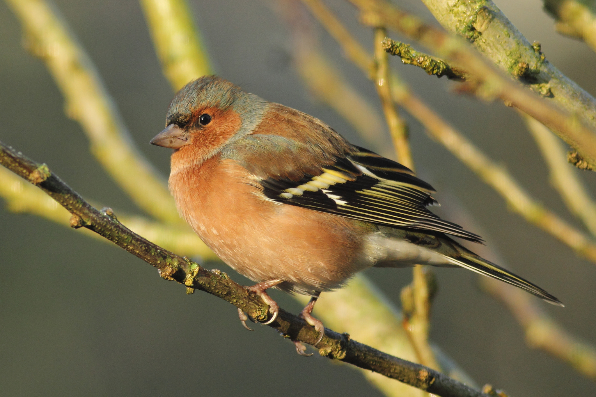 Canon EOS 60D + Canon EF 400mm F5.6L USM sample photo. Common chaffinch photography