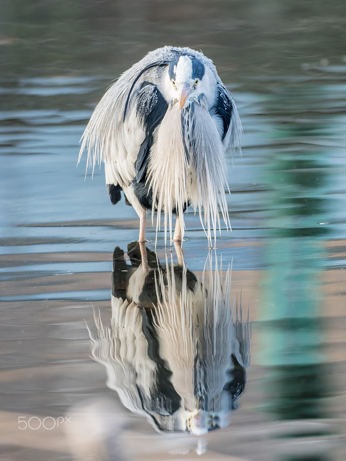 Olympus OM-D E-M5 II + OLYMPUS M.300mm F4.0 sample photo. Bird in water photography