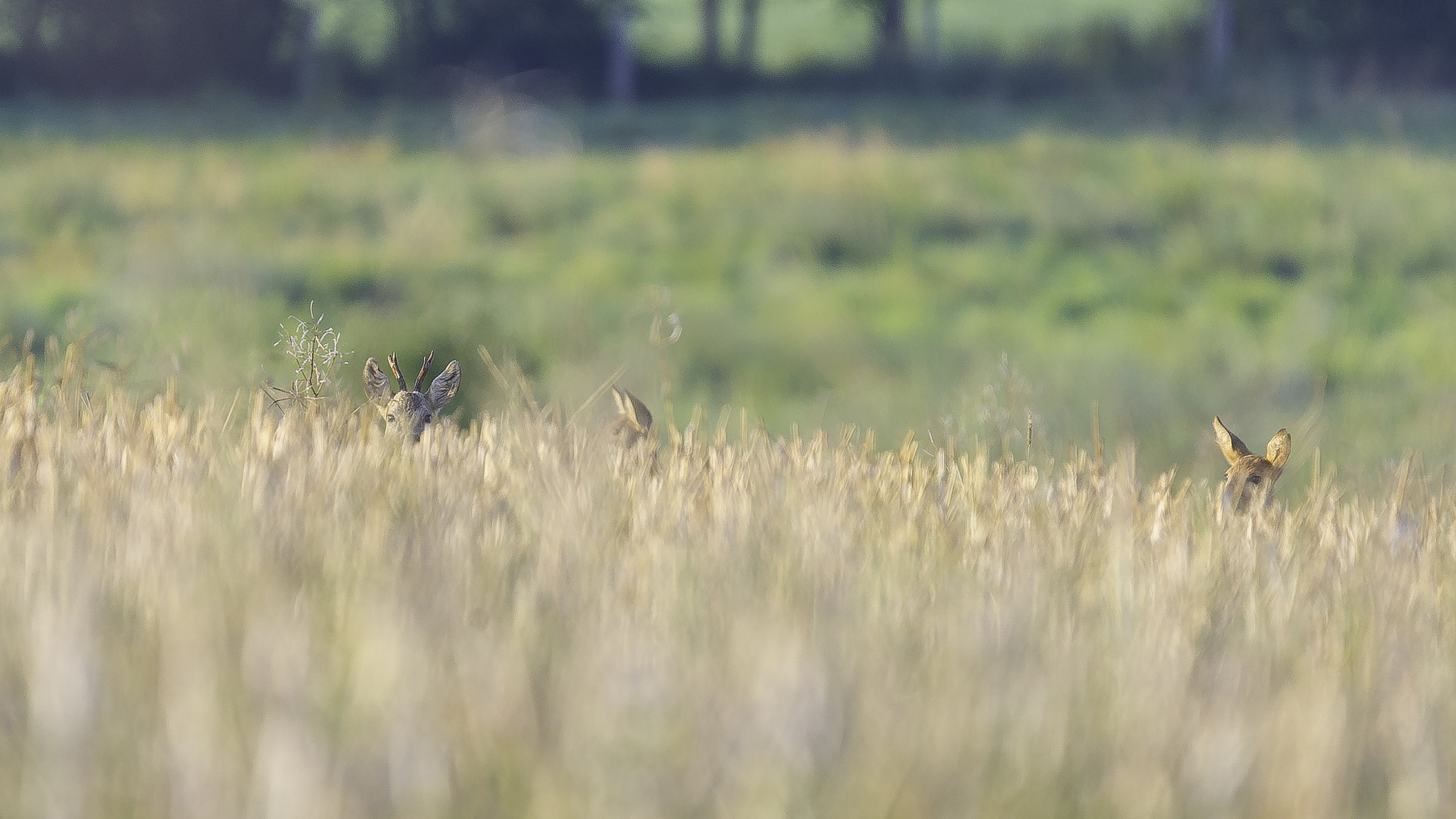 Nikon D3S sample photo. Pas vu pas pris photography