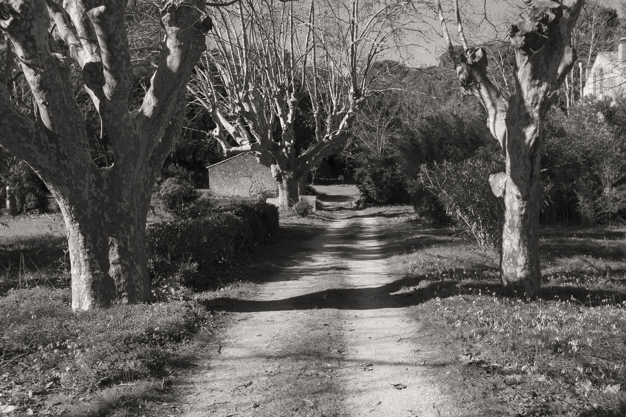 Canon EOS 650D (EOS Rebel T4i / EOS Kiss X6i) sample photo. Country path in provence photography