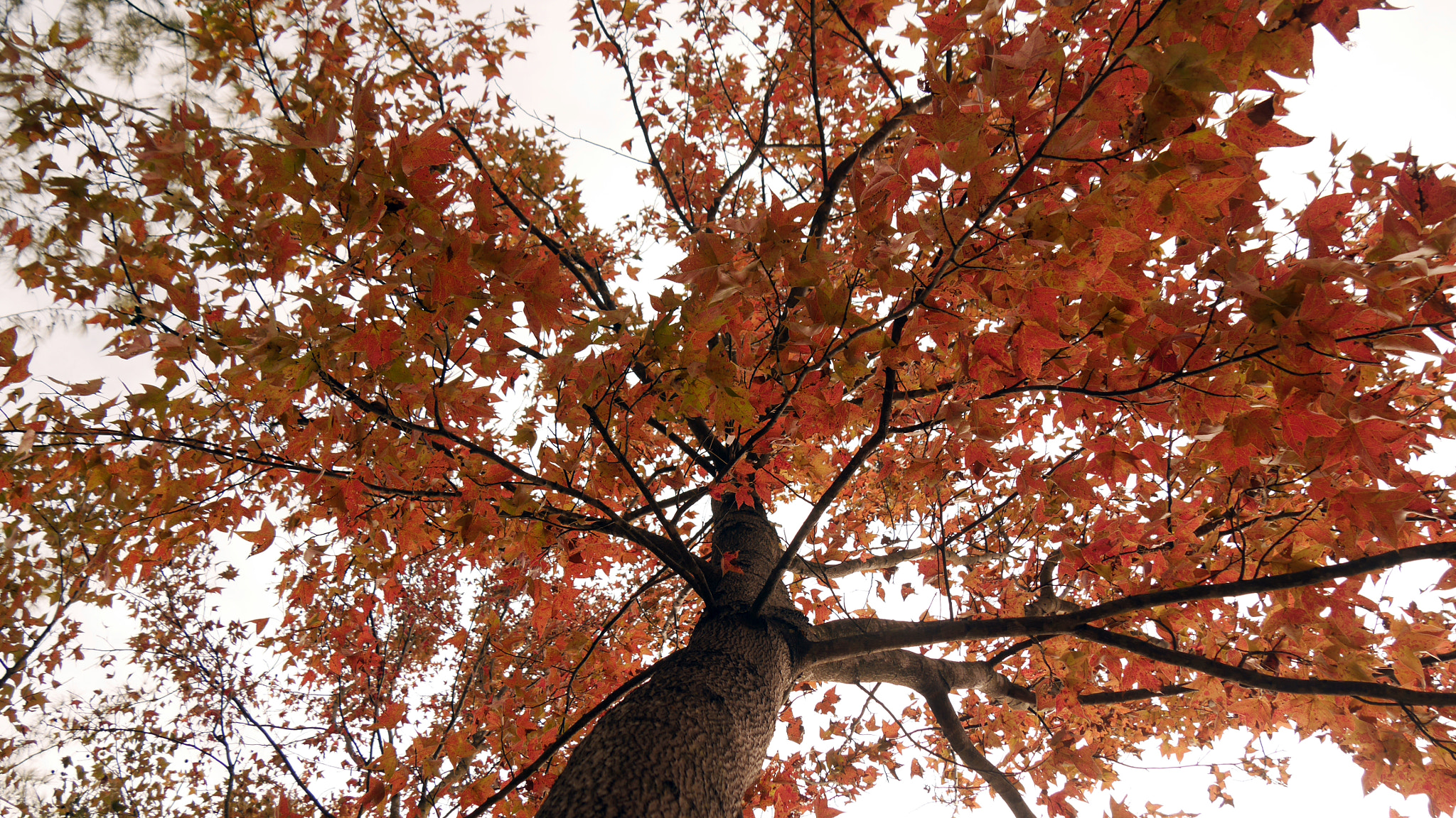 Panasonic Lumix DMC-GX7 sample photo. ＲＥＤ　 photography