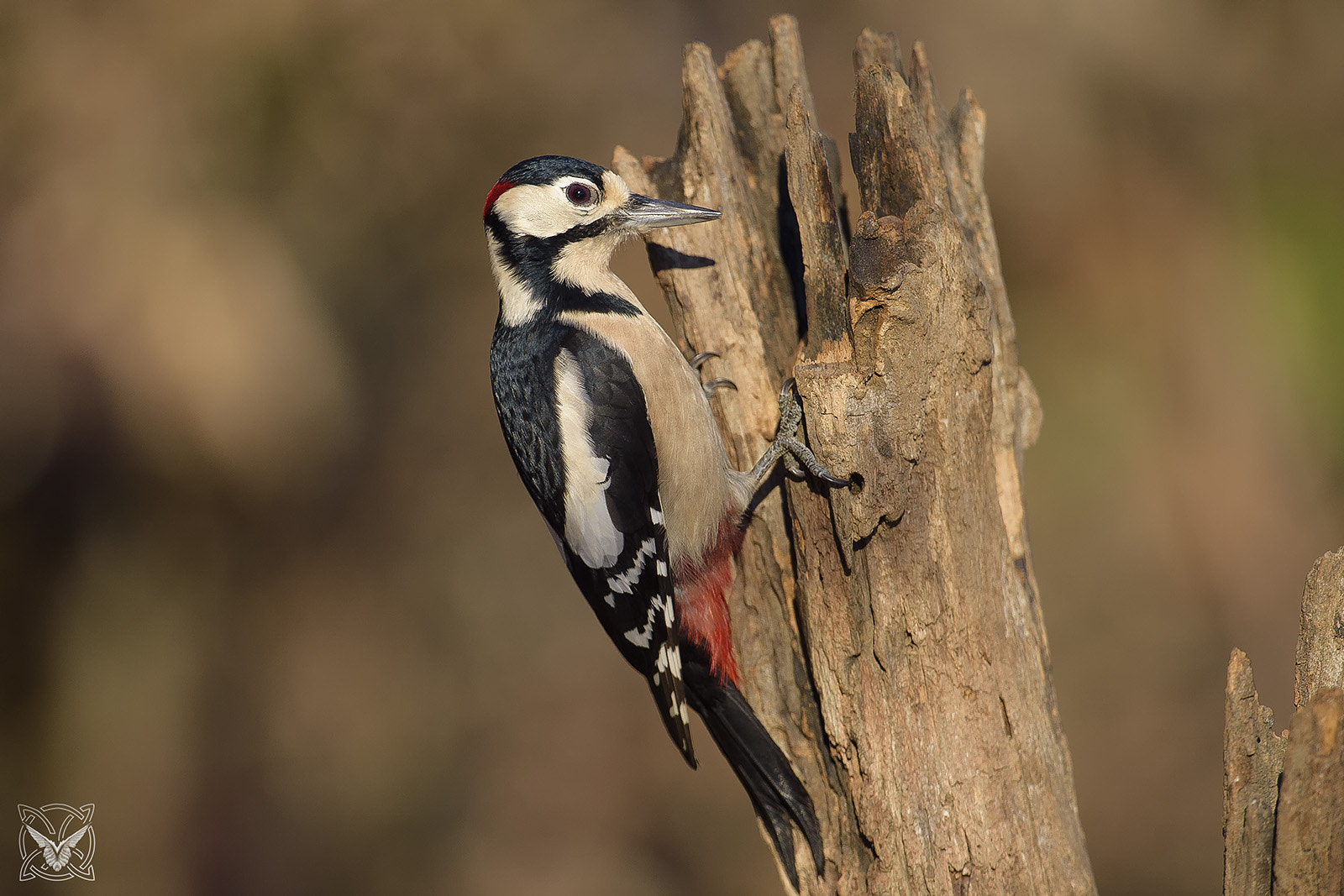 Nikon D4S + Nikon AF-S Nikkor 600mm F4G ED VR sample photo. Dendrocopos major ♂ - picchio rosso maggiore - pic épeiche - great spotted woodpecker photography