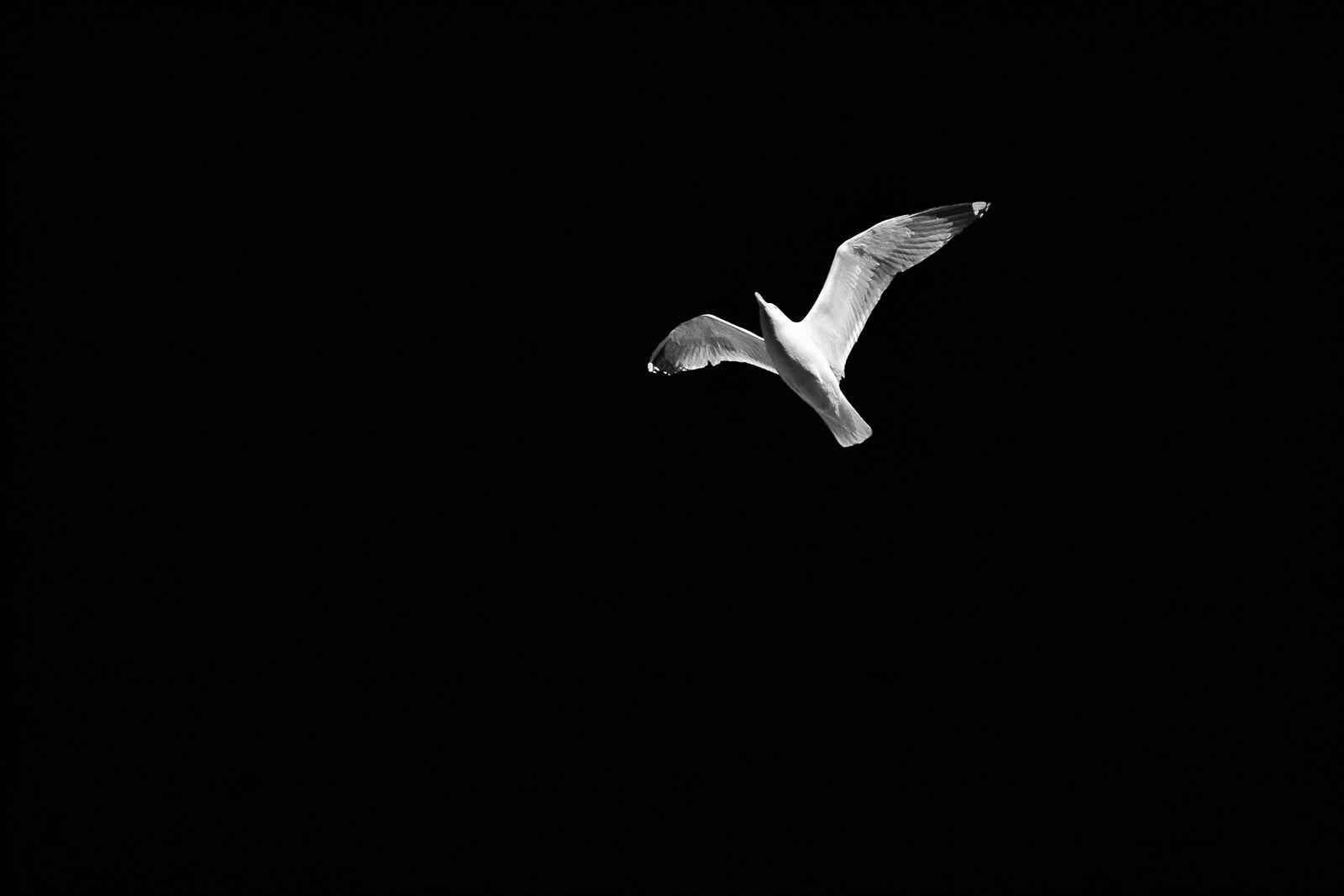 Sigma 18-200mm f/3.5-6.3 DC OS sample photo. Free as a bird photography
