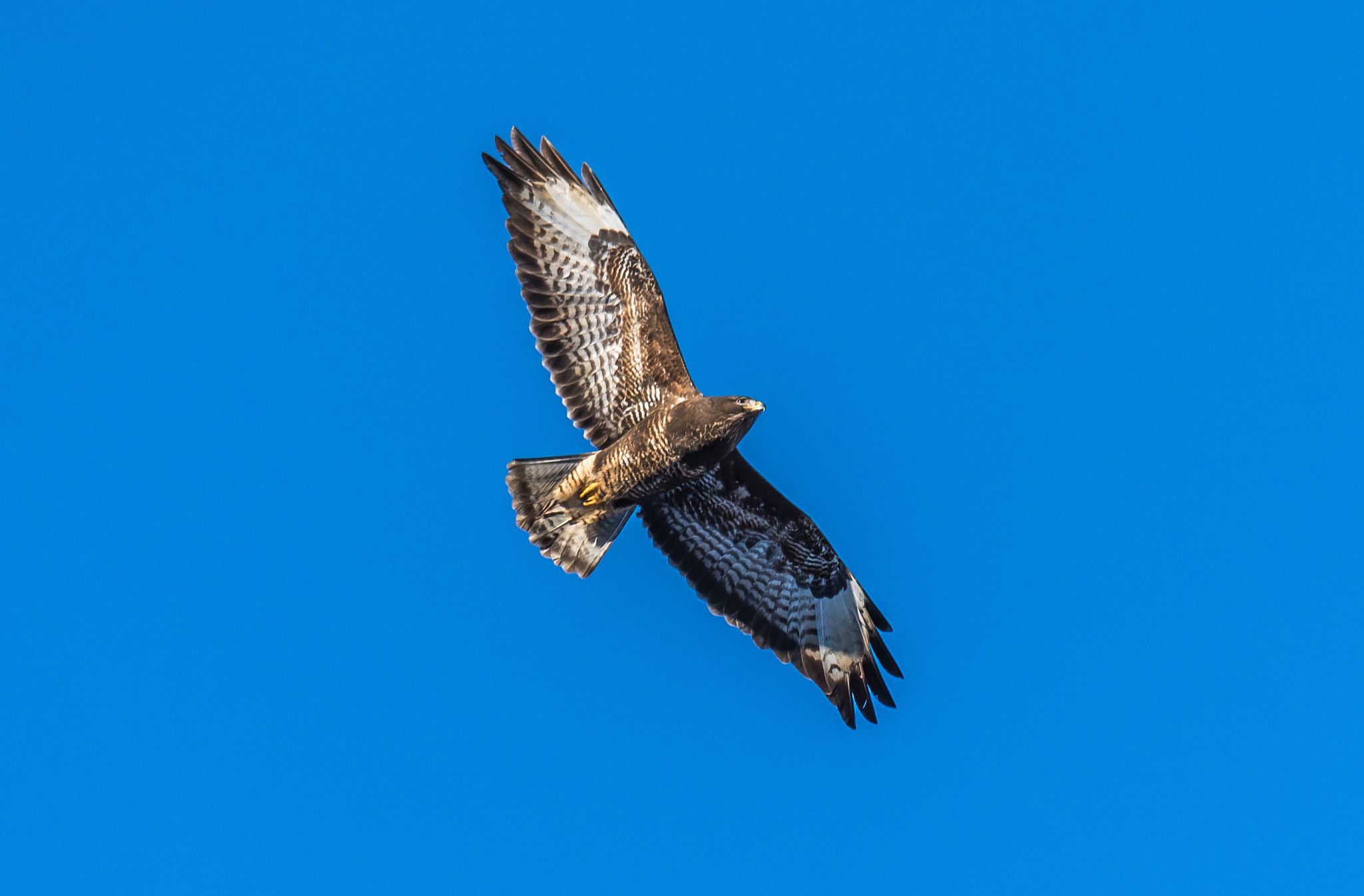 Nikon D750 + Sigma 50mm F2.8 EX DG Macro sample photo. The common buzzard (buteo buteo) photography