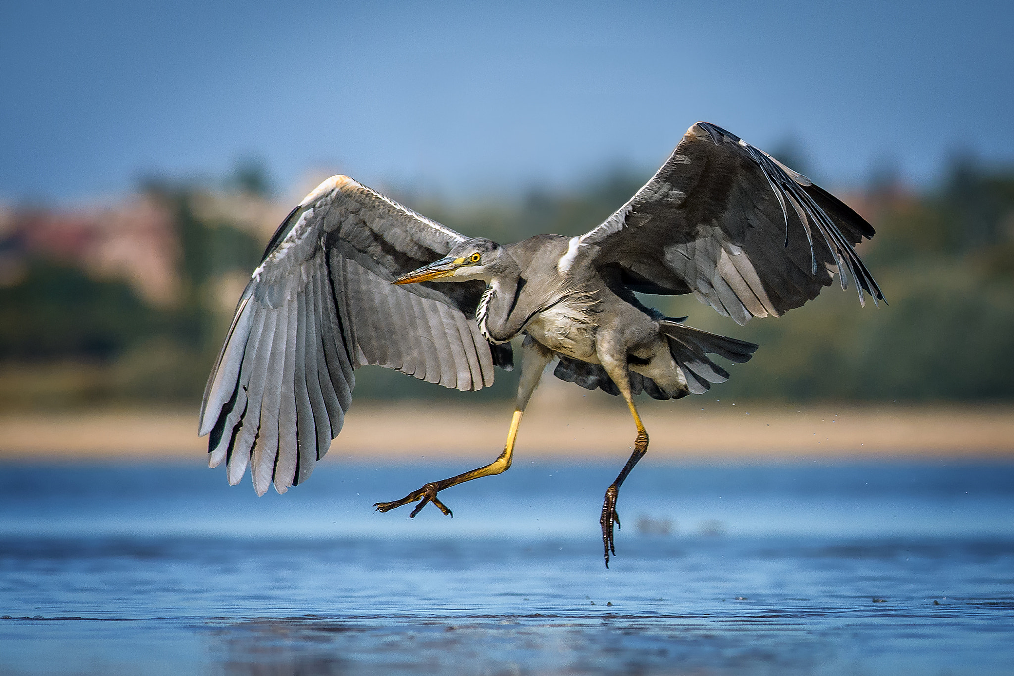 Nikon D500 + Nikon AF-S Nikkor 300mm F4D ED-IF sample photo. Grey heron photography