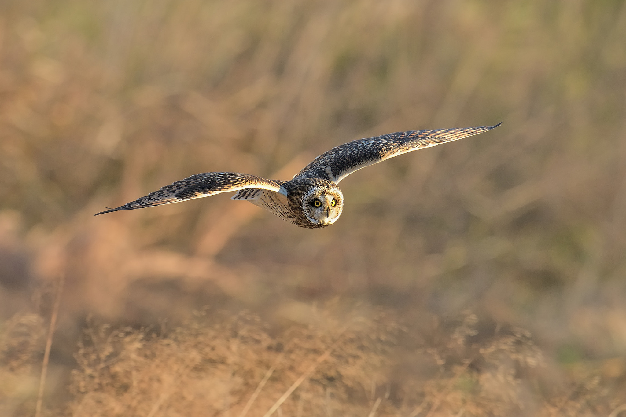 Nikon D500 + Nikon AF-S Nikkor 600mm F4G ED VR sample photo. Short-eared owl photography
