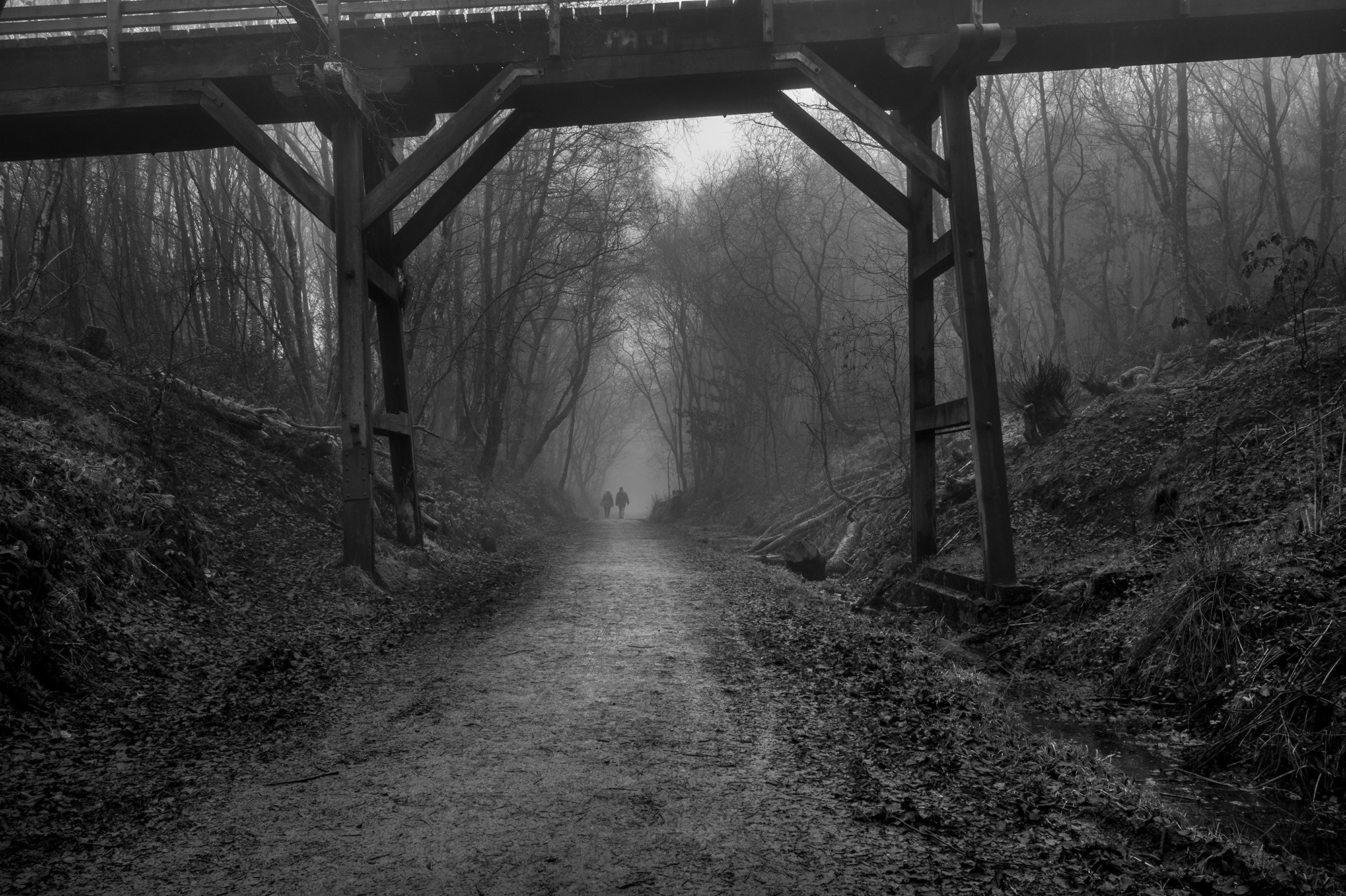 Nikon AF-S Nikkor 14-24mm F2.8G ED sample photo. Walk into the mist photography