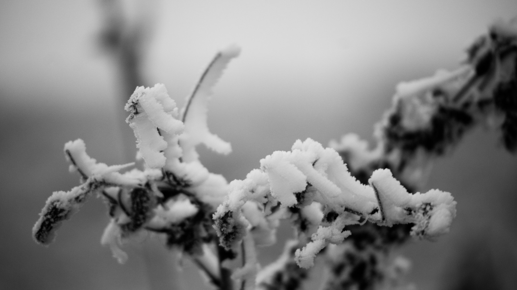 Canon EOS M3 sample photo. Frosty morning photography