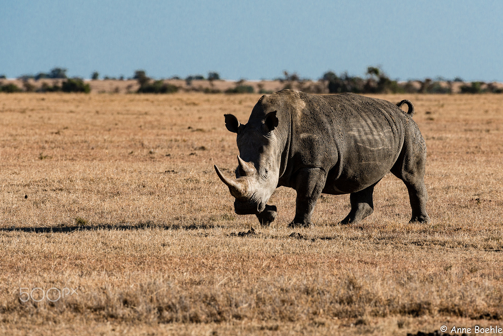 Nikon D800 sample photo. Obviously happy rhino photography