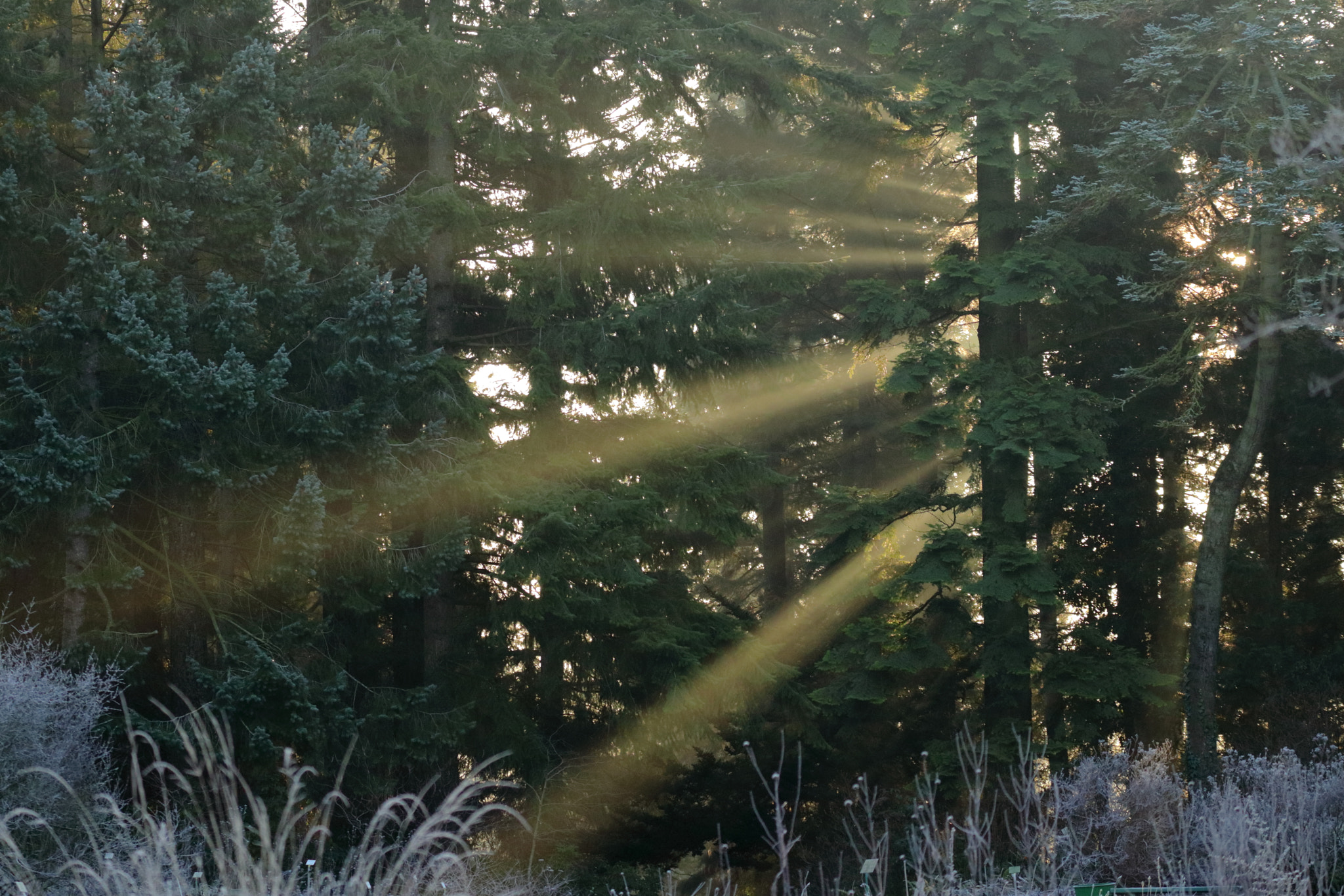 Canon EF 70-300mm F4-5.6L IS USM sample photo. Sunlight photography