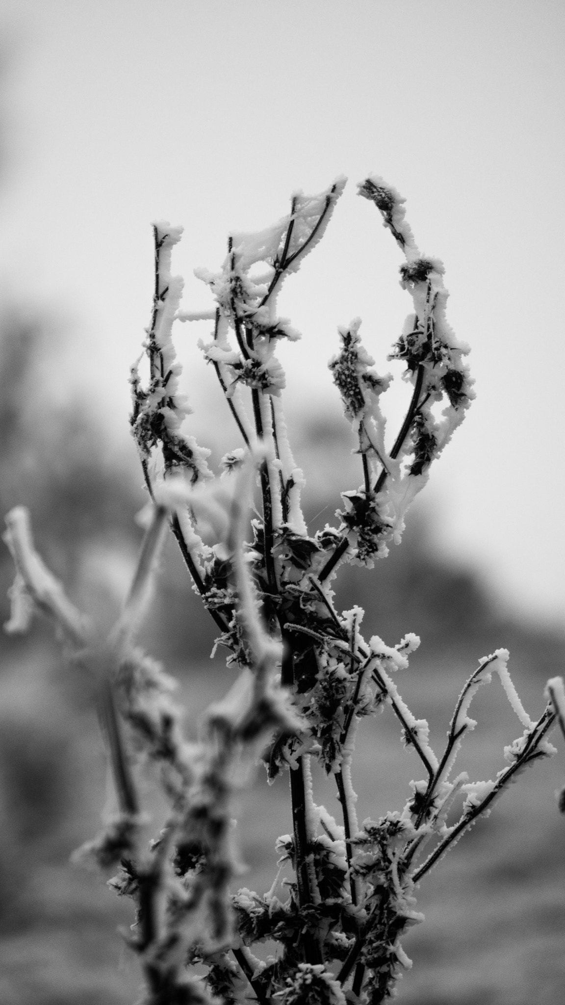 Canon EOS M3 sample photo. Frosty morning photography