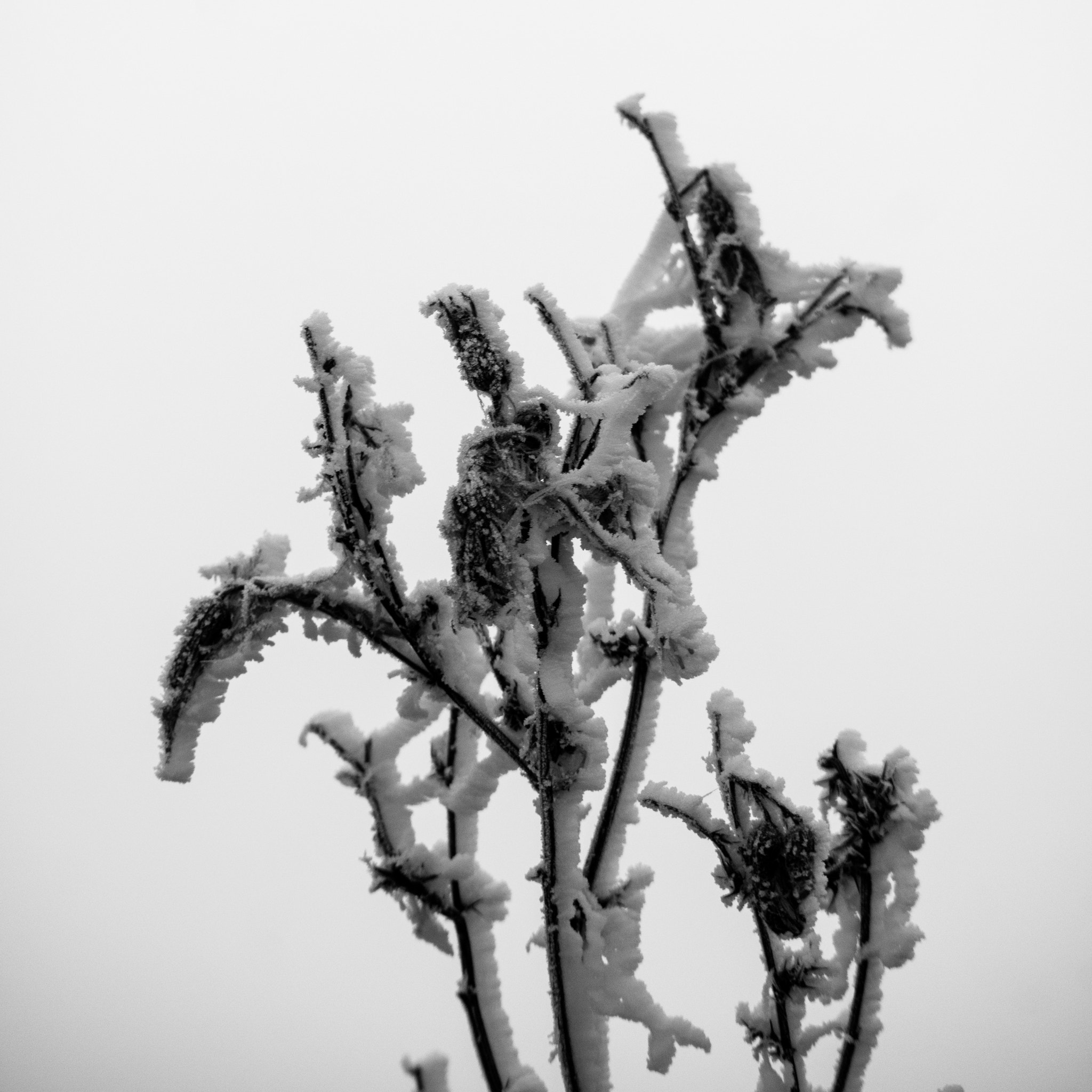 Canon EOS M3 sample photo. Frosty morning photography