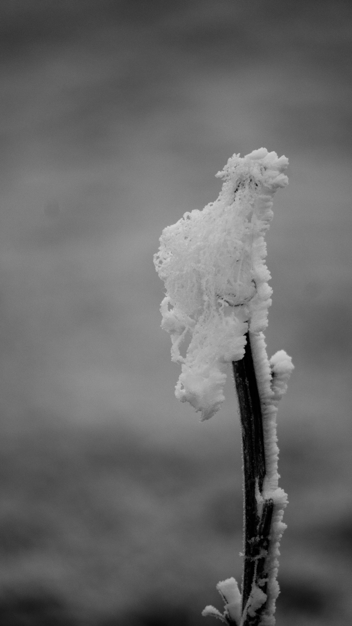 Canon EOS M3 sample photo. Frosty morning photography