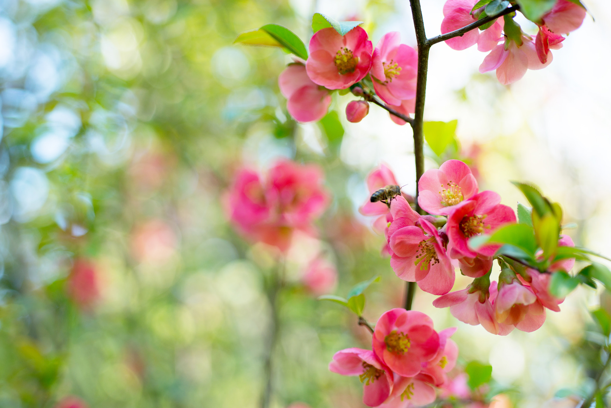 Nikon D800 + Nikon AF Micro-Nikkor 60mm F2.8D sample photo. Flowering trees in spring photography