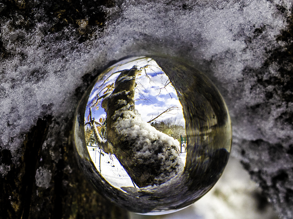 Canon EF 28-105mm f/3.5-4.5 USM sample photo. Tree globe photography