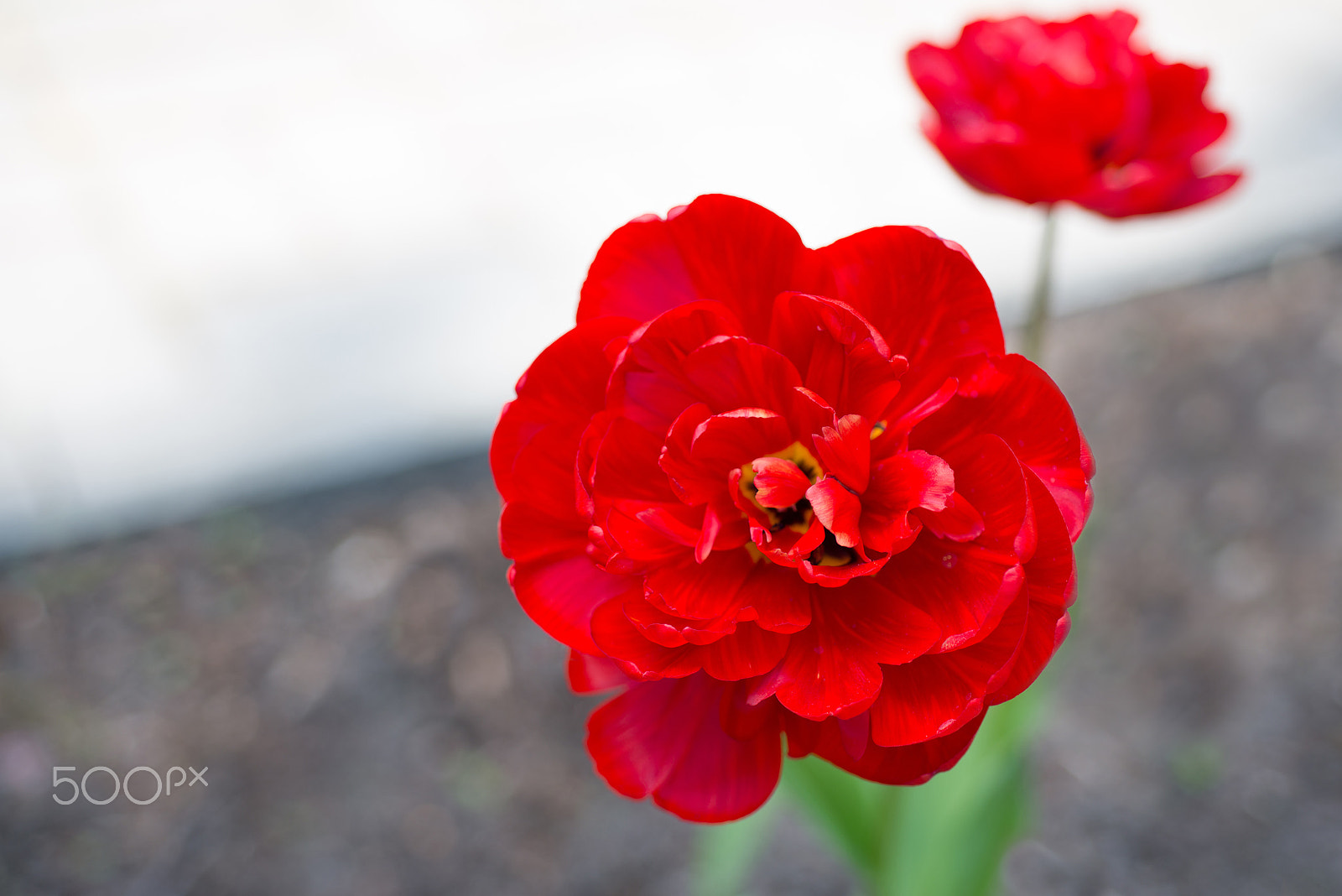 Nikon D800 + Nikon AF Micro-Nikkor 60mm F2.8D sample photo. Flowers red tulips photography