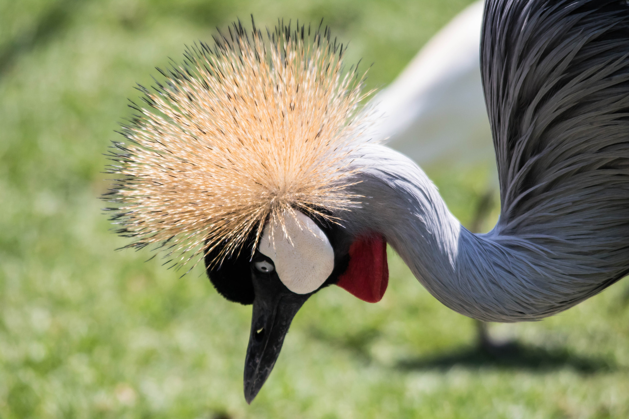 Sigma 150-500mm F5-6.3 DG OS HSM sample photo. Grey crowned crane photography