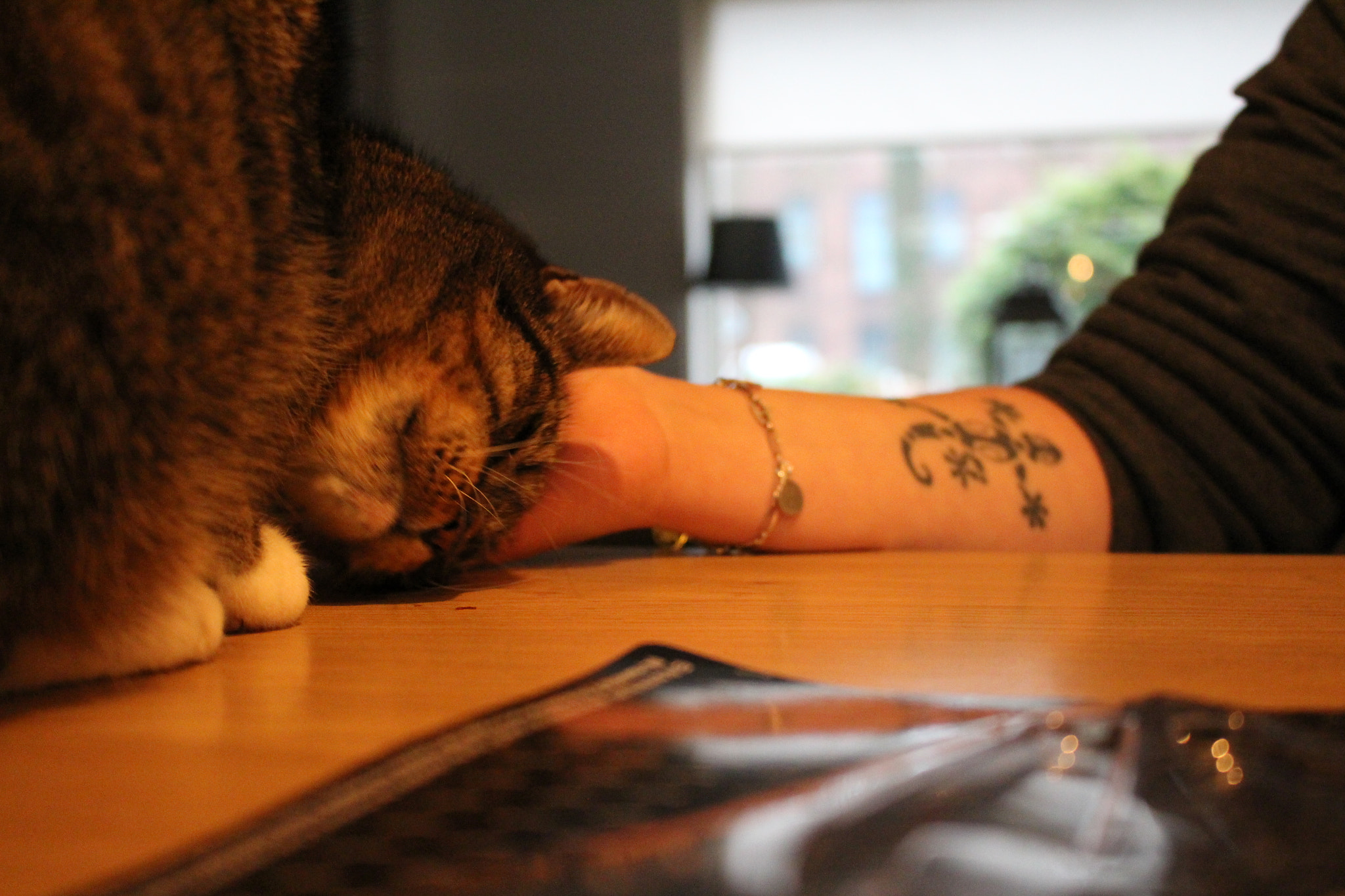 Canon EOS 650D (EOS Rebel T4i / EOS Kiss X6i) sample photo. I want a pet photography