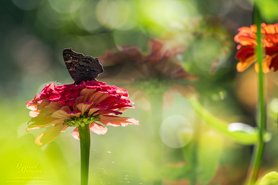 Pentax K-3 sample photo. Peacock photography