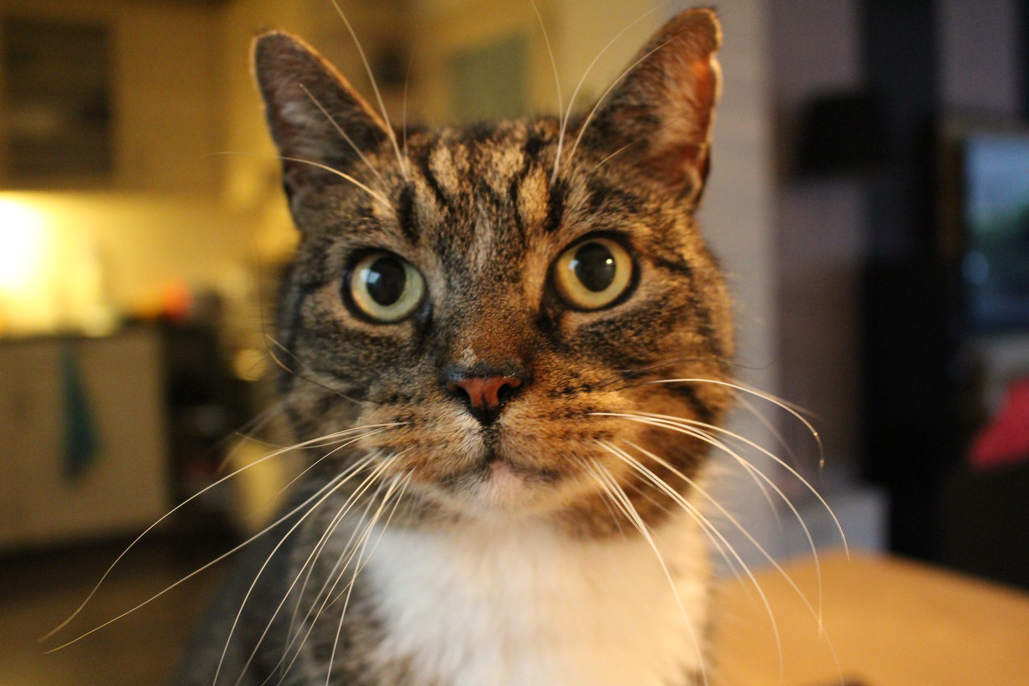 Canon EOS 650D (EOS Rebel T4i / EOS Kiss X6i) sample photo. Spyke photography