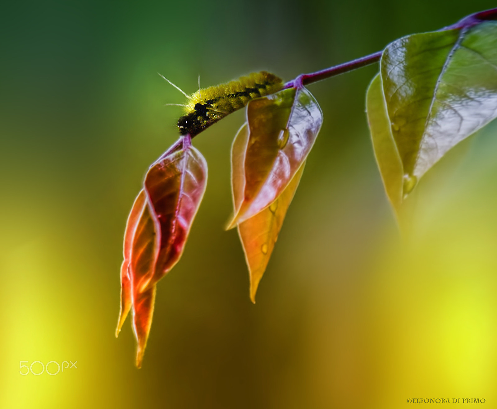 Canon EF 180mm F3.5L Macro USM sample photo. Adventureland... photography