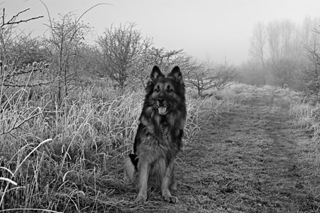 Sony Alpha DSLR-A380 sample photo. Bear frosty morning photography