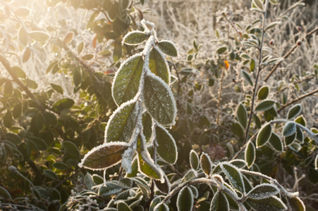 Sony Alpha DSLR-A380 sample photo. Frosty leaves photography