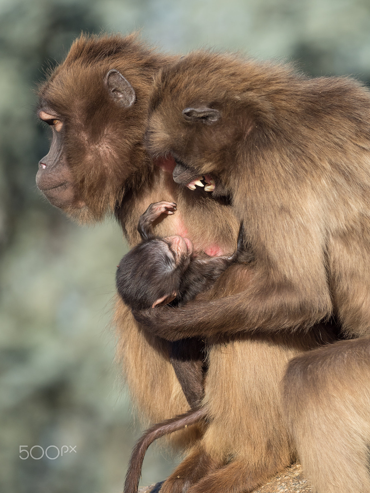 Olympus OM-D E-M5 II + OLYMPUS M.300mm F4.0 sample photo. Monkey family photography