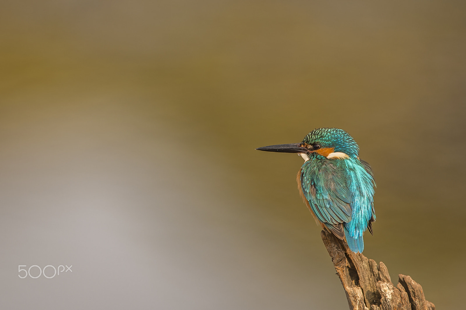 Nikon D4S + Nikon AF-S Nikkor 600mm F4G ED VR sample photo. Kingfisher photography