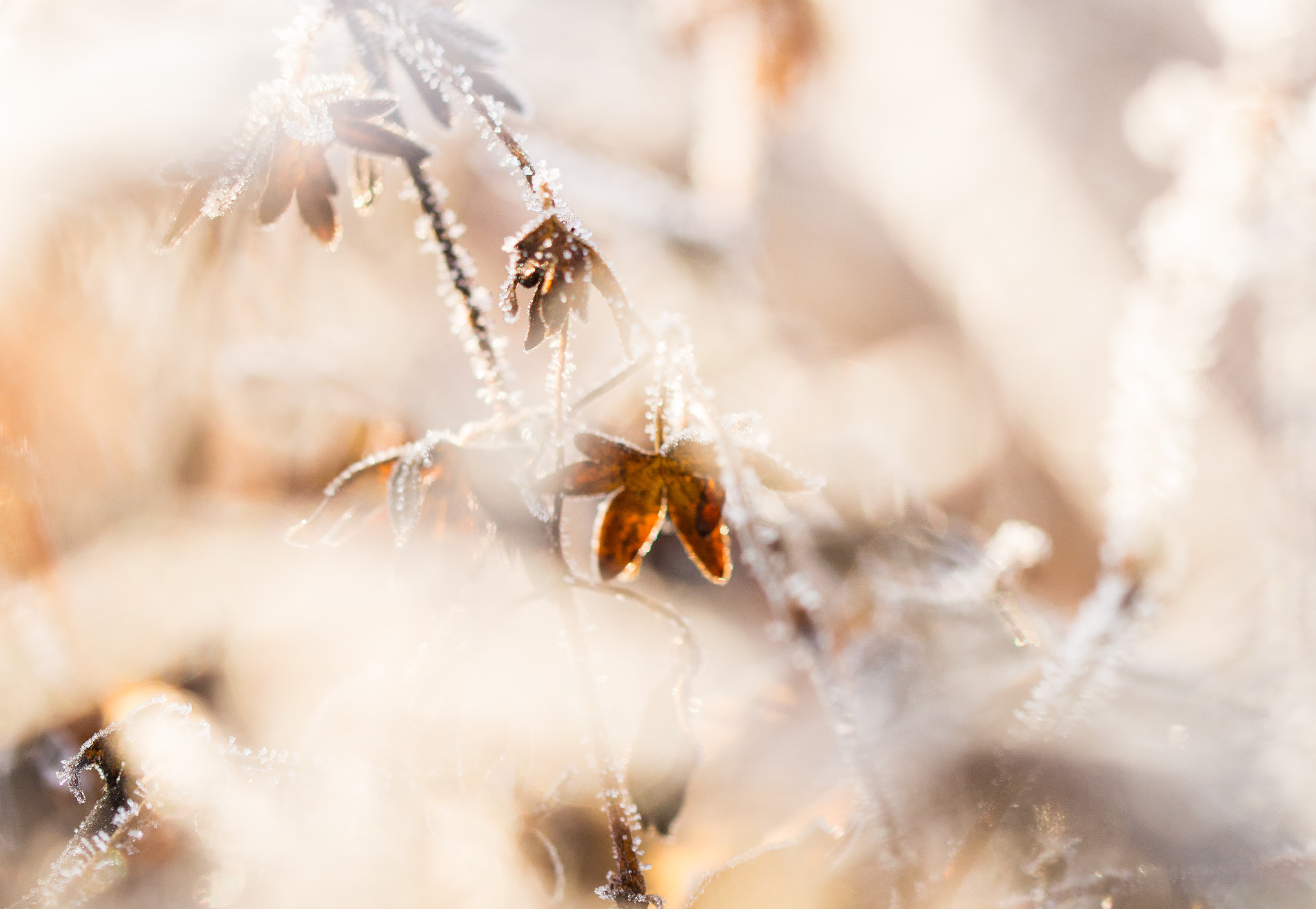 Sony SLT-A58 + 90mm F2.8 Macro SSM sample photo. Winter fairy tale photography