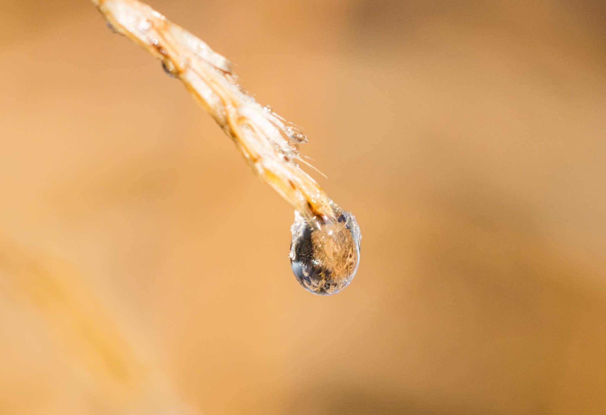 Sony SLT-A58 + 90mm F2.8 Macro SSM sample photo. Winter fairy tale thaw photography