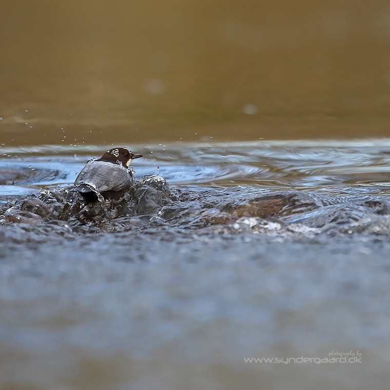 Canon EF 500mm F4L IS USM sample photo. Re-emerging photography