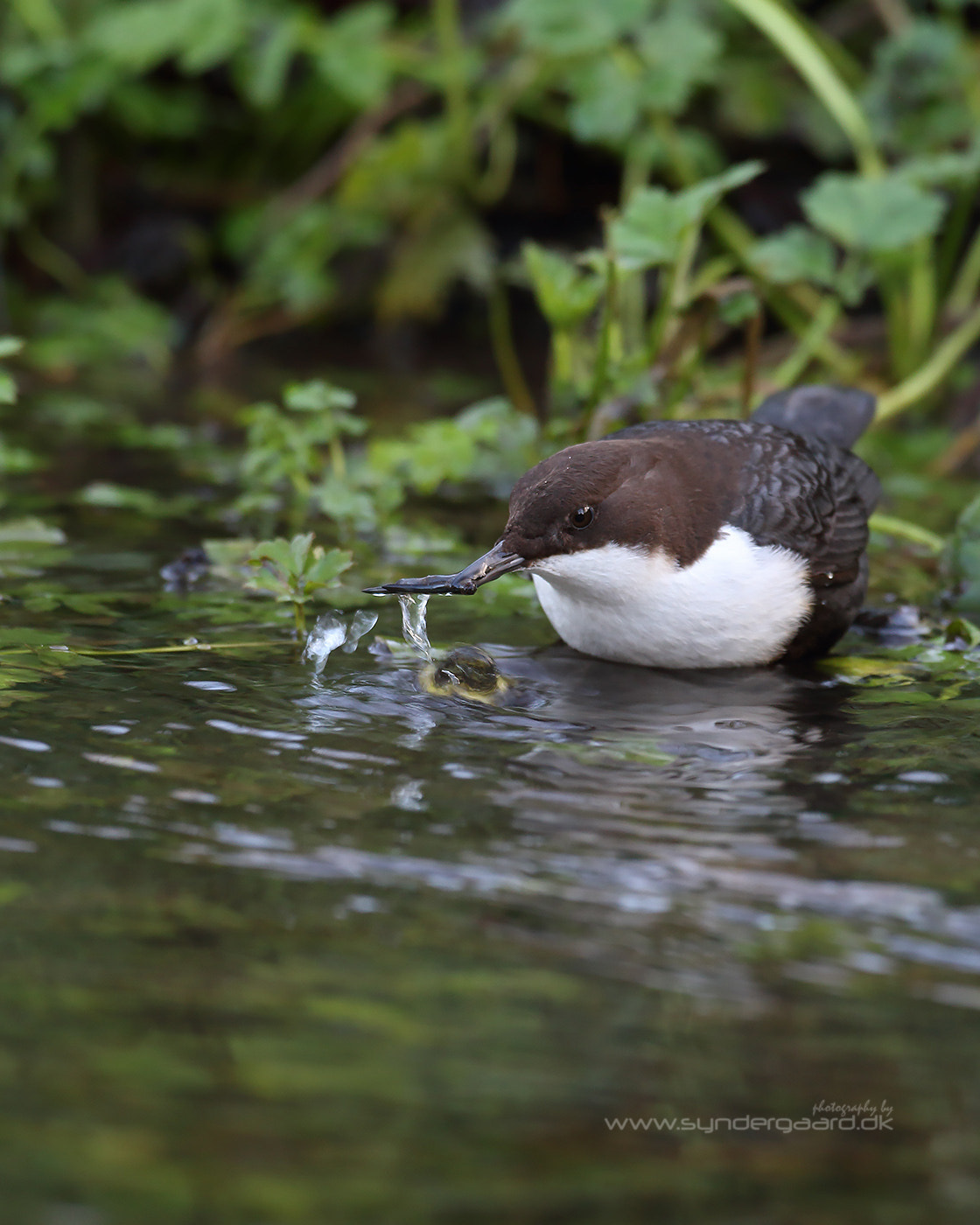 Canon EF 500mm F4L IS USM sample photo. Dipper feeding photography