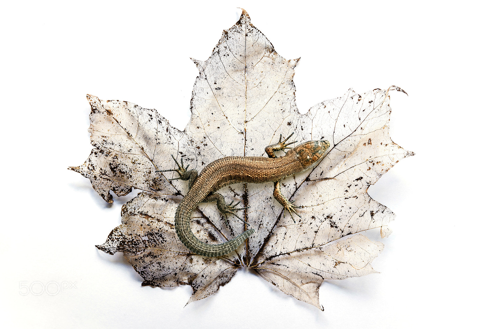 Canon EOS 5DS sample photo. Lizard on a mable leaf photography