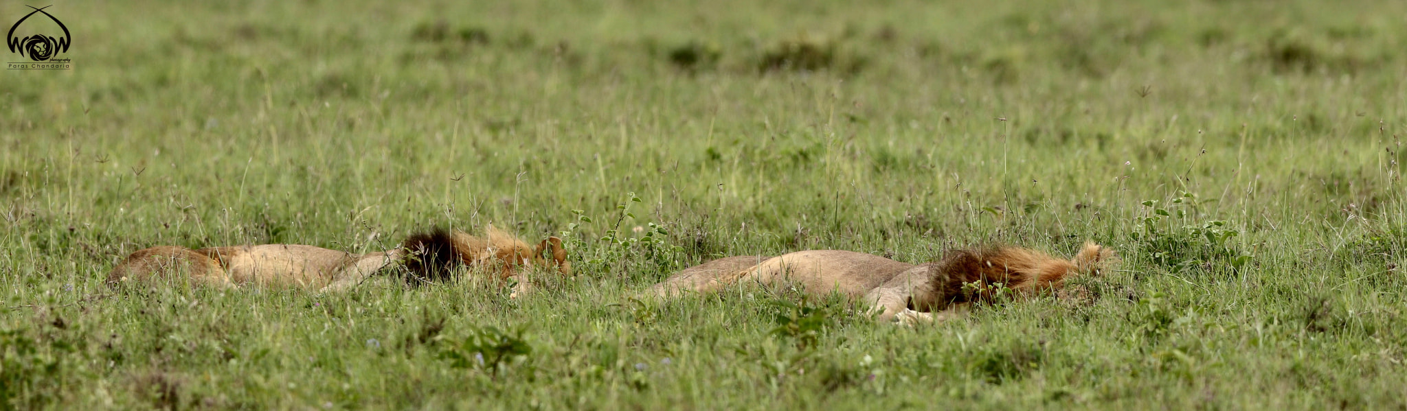 Canon EF 400mm F2.8L IS II USM sample photo. Two sleepyheads  photography