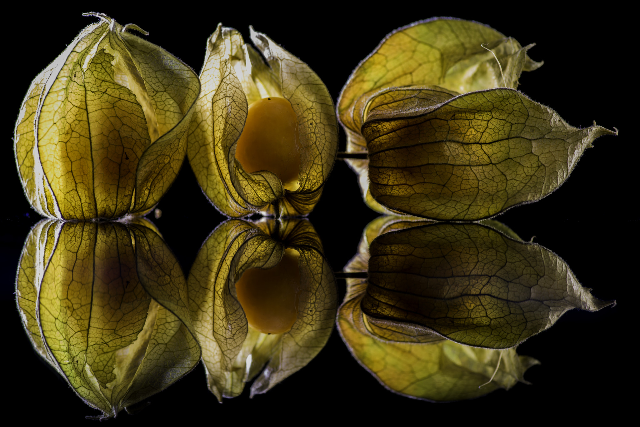 Tokina AT-X Pro 100mm F2.8 Macro sample photo. Physalis photography