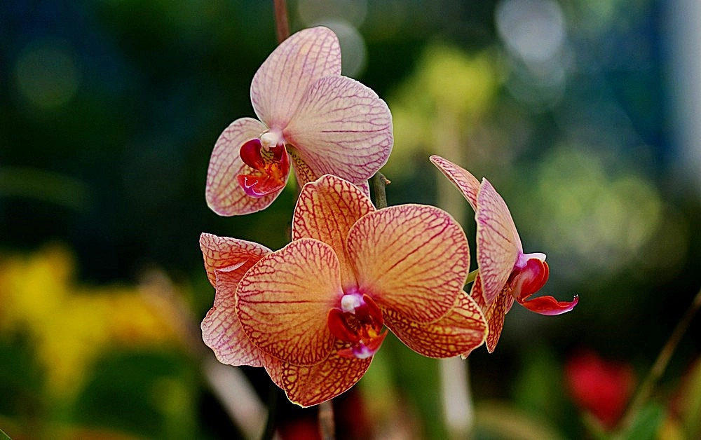 Sigma 70-300mm F4-5.6 APO Macro Super II sample photo. L'orchidée photography