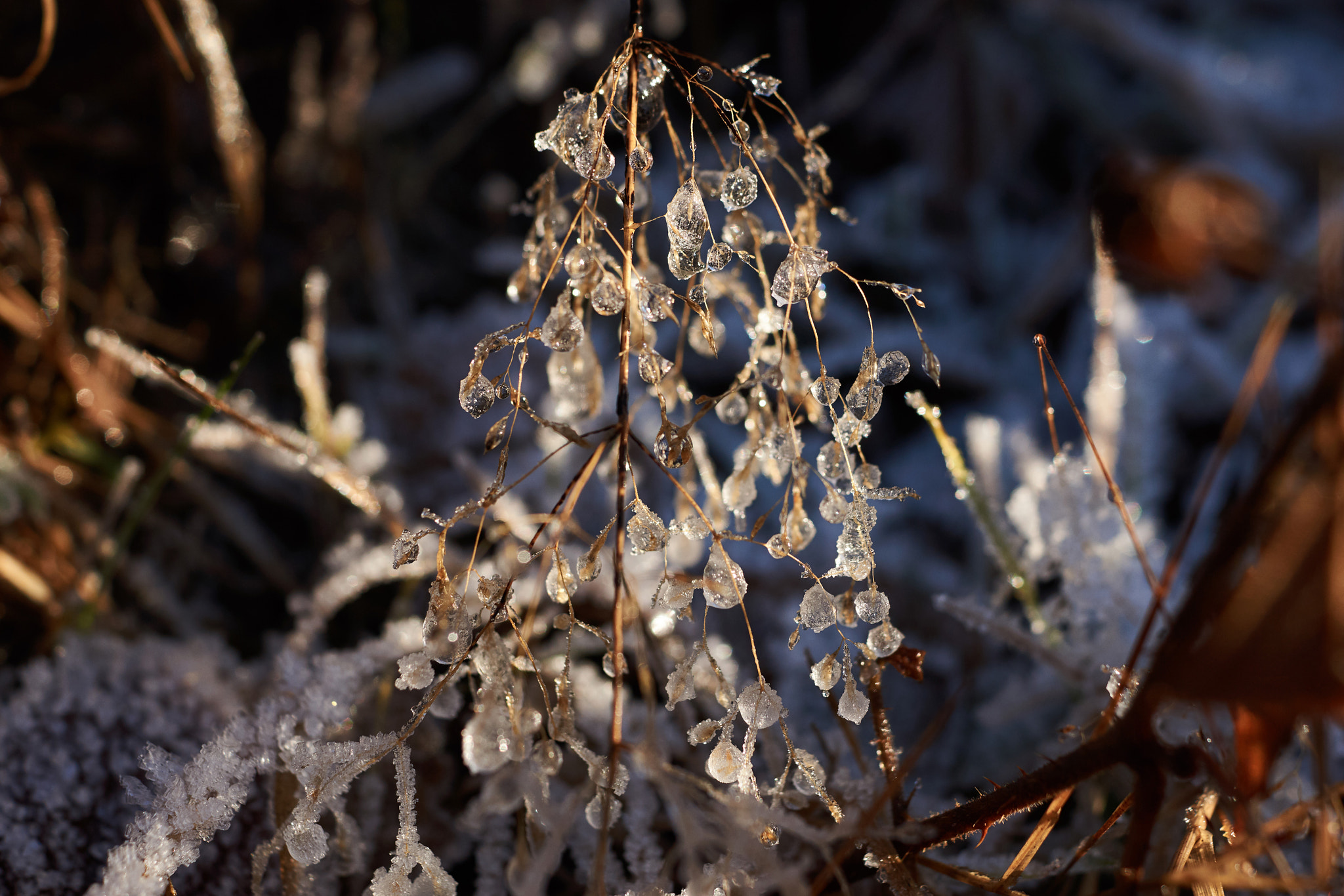 Sony SLT-A77 sample photo. Droplet photography