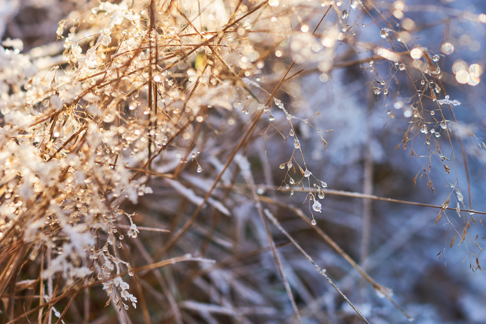 Sony SLT-A77 sample photo. Winter wonderland photography