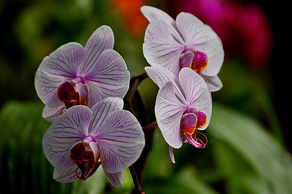 Sigma 70-300mm F4-5.6 APO Macro Super II sample photo. L'orchidée photography