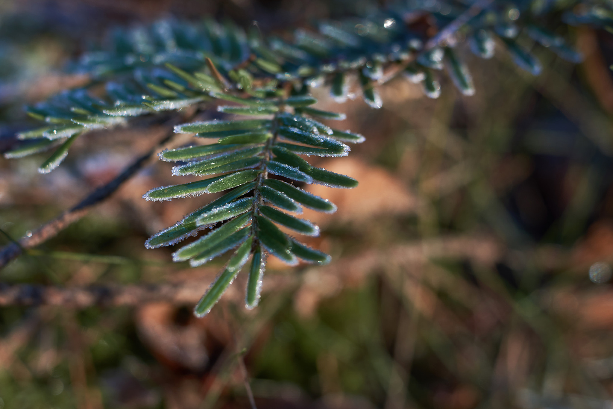 Sony SLT-A77 sample photo. Xmas tree photography