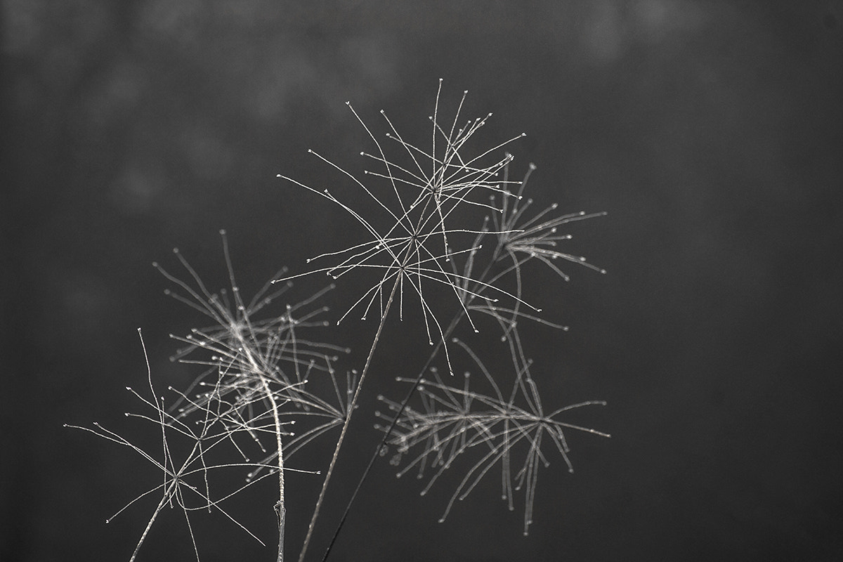 Canon EF-S 55-250mm F4-5.6 IS STM sample photo. Snowflakes photography