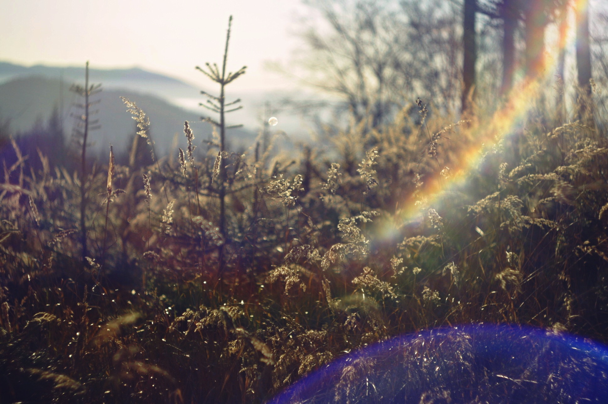 Canon EF 35-80mm f/4-5.6 sample photo. Flare everywhere photography