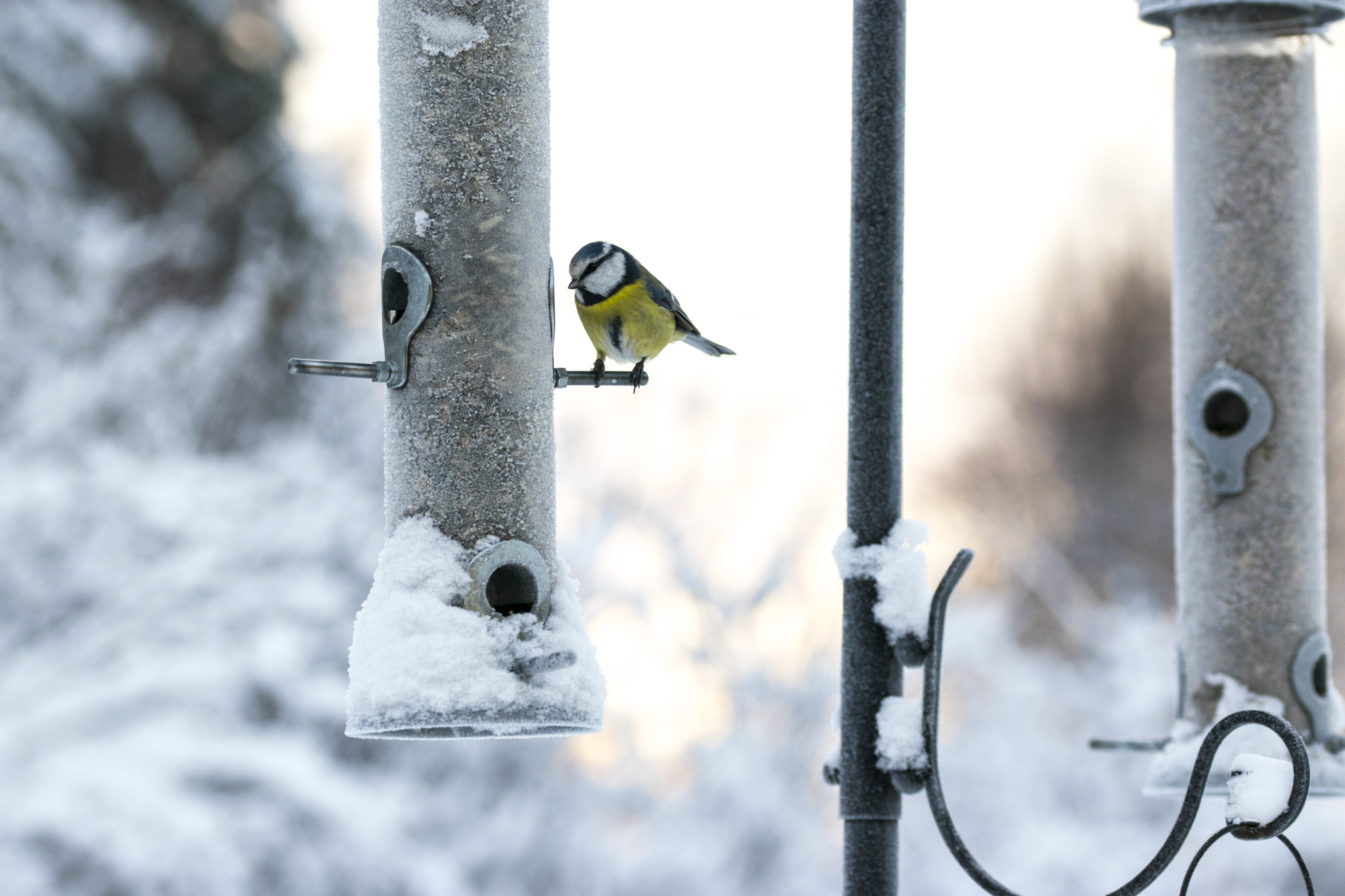 Sigma 105mm F2.8 EX DG OS HSM sample photo. There's still food left. photography