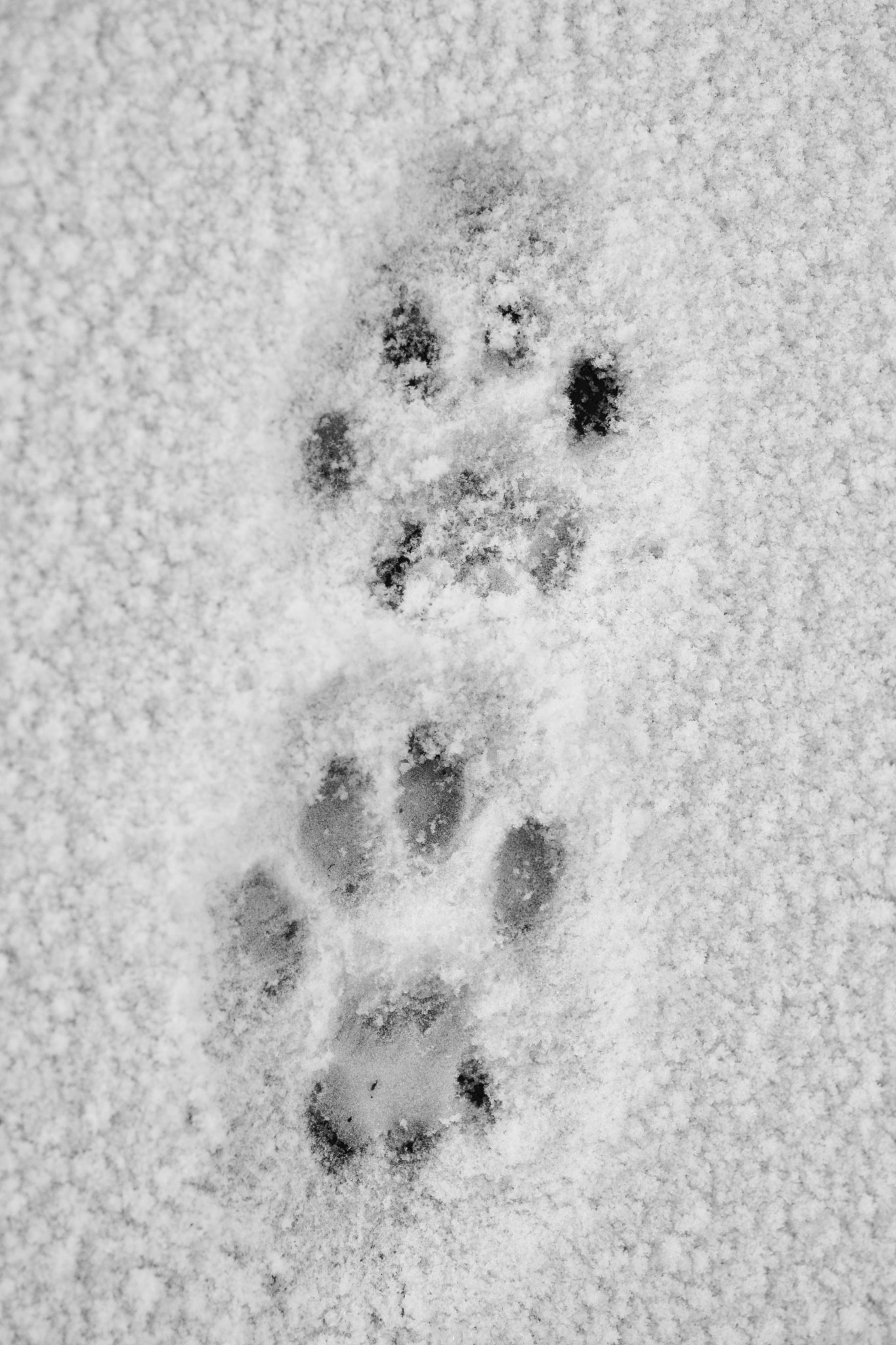 Nikon AF-S Micro-Nikkor 60mm F2.8G ED sample photo. Rosti snow paws photography