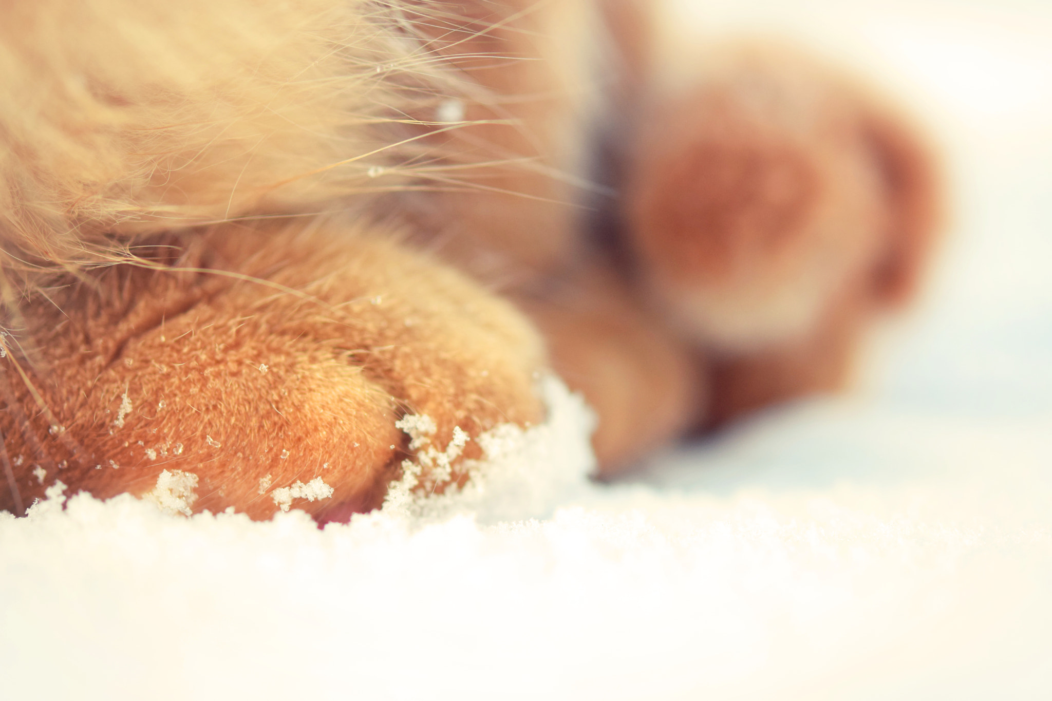 Nikon AF-S Micro-Nikkor 60mm F2.8G ED sample photo. Cute paws photography