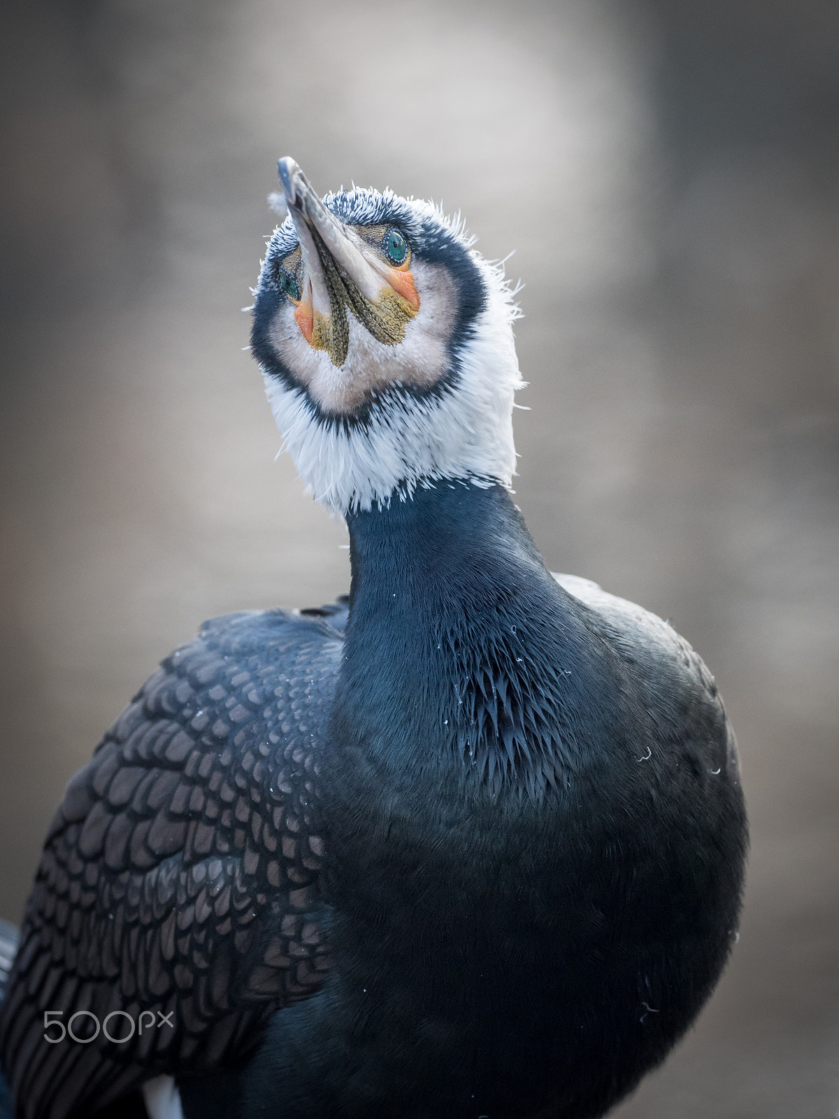 Olympus OM-D E-M5 II + OLYMPUS M.300mm F4.0 sample photo. Bird with green eyes photography