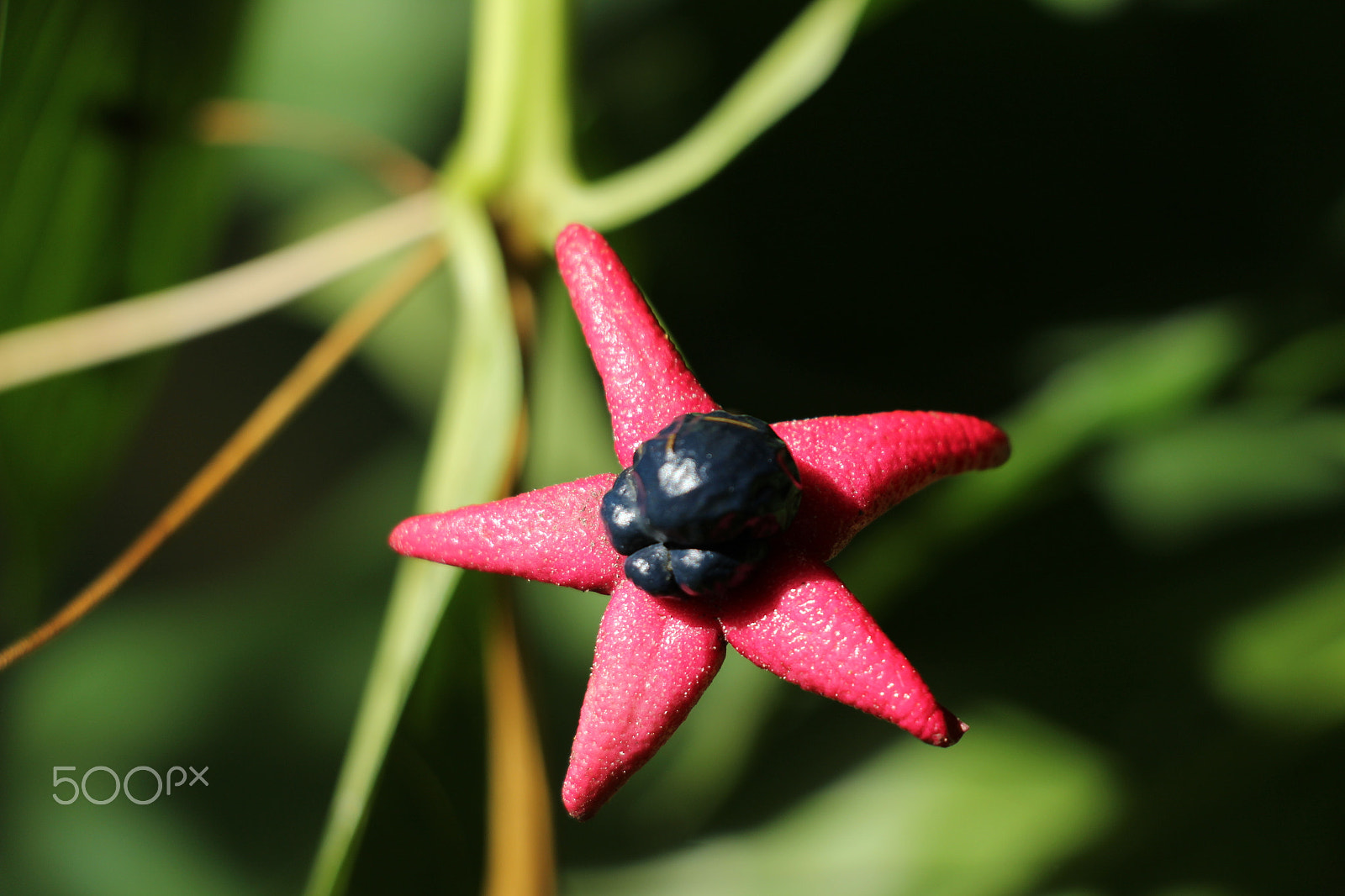 Canon EOS 1200D (EOS Rebel T5 / EOS Kiss X70 / EOS Hi) sample photo. Starfish in my backyard photography