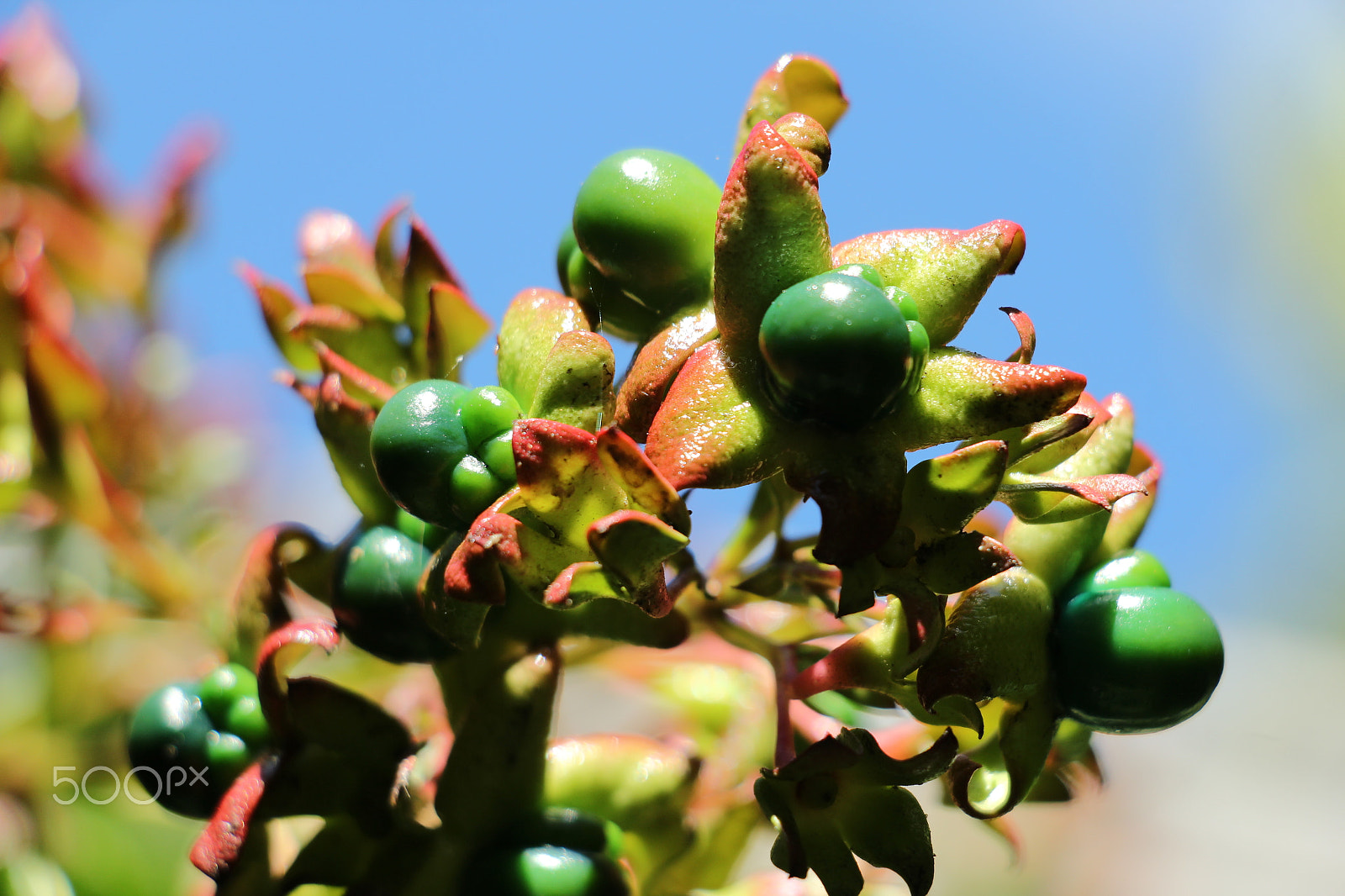 Canon EOS 1200D (EOS Rebel T5 / EOS Kiss X70 / EOS Hi) sample photo. Green balls photography
