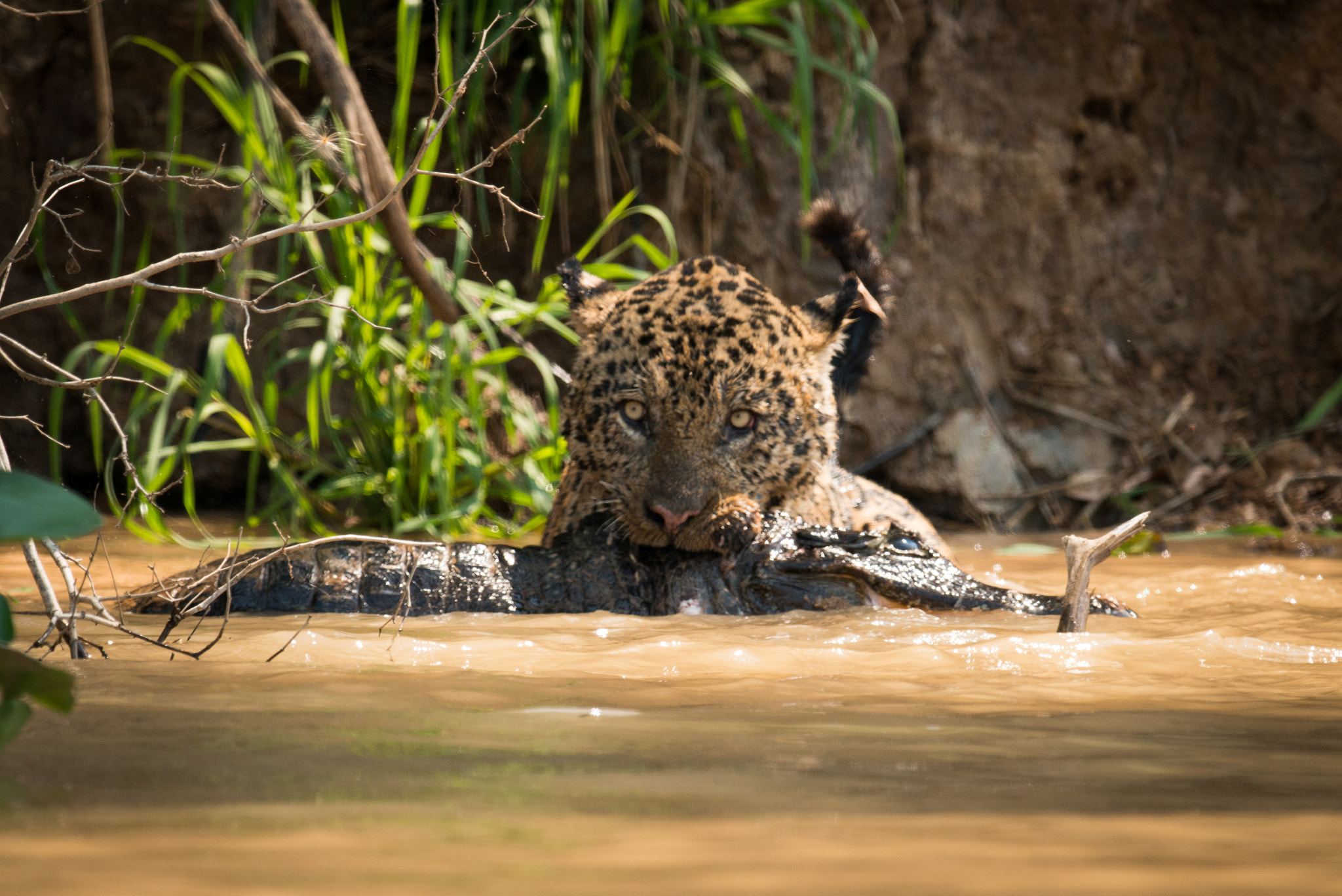 Nikon AF-S Nikkor 800mm F5.6E FL ED VR sample photo. Jaguar pulling dead yacare caiman through water photography